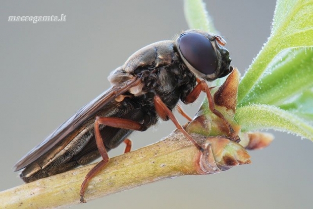 Cheilosia flavipes - Žalutė | Fotografijos autorius : Arūnas Eismantas | © Macrogamta.lt | Šis tinklapis priklauso bendruomenei kuri domisi makro fotografija ir fotografuoja gyvąjį makro pasaulį.