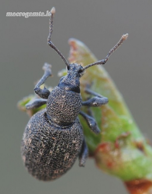 Otiorhynchus tristis - Tamsusis pjovėjas | Fotografijos autorius : Arūnas Eismantas | © Macrogamta.lt | Šis tinklapis priklauso bendruomenei kuri domisi makro fotografija ir fotografuoja gyvąjį makro pasaulį.