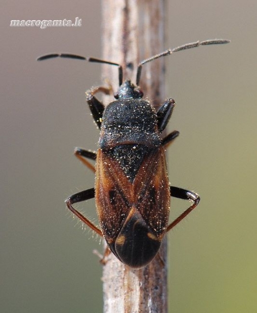 Eremocoris podagricus - Pietinė dirvablakė | Fotografijos autorius : Arūnas Eismantas | © Macrogamta.lt | Šis tinklapis priklauso bendruomenei kuri domisi makro fotografija ir fotografuoja gyvąjį makro pasaulį.