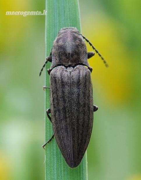 Actenicerus siaelandicus - Strazdanotasis spragšis | Fotografijos autorius : Arūnas Eismantas | © Macrogamta.lt | Šis tinklapis priklauso bendruomenei kuri domisi makro fotografija ir fotografuoja gyvąjį makro pasaulį.