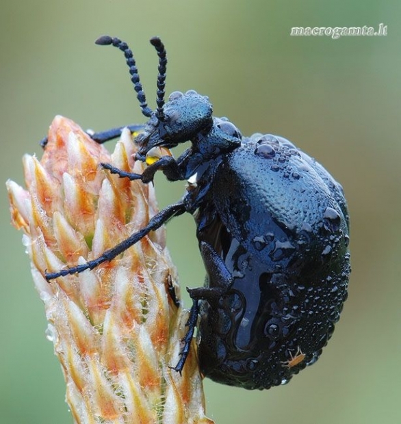 Meloe violaceus - Violetinis gegužvabalis | Fotografijos autorius : Arūnas Eismantas | © Macrogamta.lt | Šis tinklapis priklauso bendruomenei kuri domisi makro fotografija ir fotografuoja gyvąjį makro pasaulį.