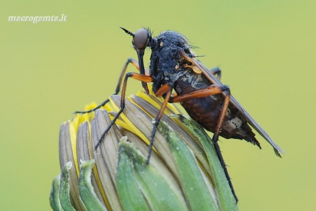 Empididae - Snapmusė | Fotografijos autorius : Arūnas Eismantas | © Macrogamta.lt | Šis tinklapis priklauso bendruomenei kuri domisi makro fotografija ir fotografuoja gyvąjį makro pasaulį.
