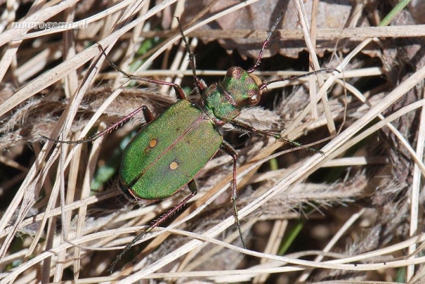 Cicindela campestris - Žaliasis šoklys | Fotografijos autorius : Arūnas Eismantas | © Macrogamta.lt | Šis tinklapis priklauso bendruomenei kuri domisi makro fotografija ir fotografuoja gyvąjį makro pasaulį.