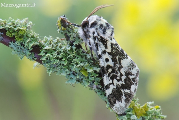 Panthea coenobita - Juodmargis miškinukas | Fotografijos autorius : Arūnas Eismantas | © Macrogamta.lt | Šis tinklapis priklauso bendruomenei kuri domisi makro fotografija ir fotografuoja gyvąjį makro pasaulį.