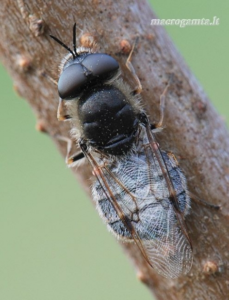 Odontomyia argentata - Plokščiamusė | Fotografijos autorius : Arūnas Eismantas | © Macrogamta.lt | Šis tinklapis priklauso bendruomenei kuri domisi makro fotografija ir fotografuoja gyvąjį makro pasaulį.