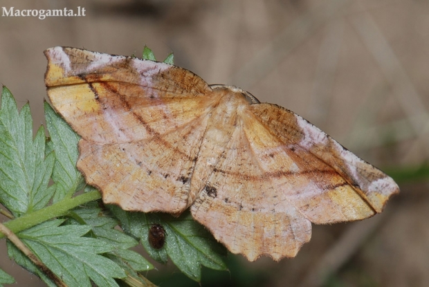 Puošniasprindis - Apeira syringaria | Fotografijos autorius : Arūnas Eismantas | © Macrogamta.lt | Šis tinklapis priklauso bendruomenei kuri domisi makro fotografija ir fotografuoja gyvąjį makro pasaulį.