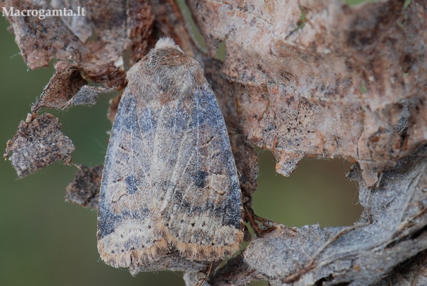 Šilauoginis vėlyvis - Conistra vaccinii | Fotografijos autorius : Arūnas Eismantas | © Macrogamta.lt | Šis tinklapis priklauso bendruomenei kuri domisi makro fotografija ir fotografuoja gyvąjį makro pasaulį.