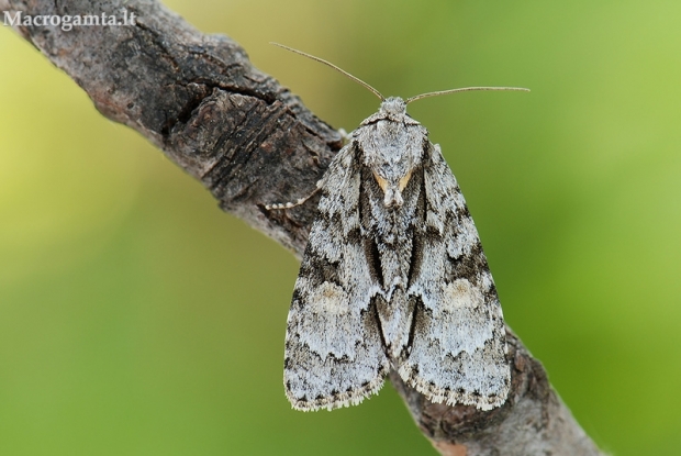 Mažasis strėlinukas - Acronicta strigosa  | Fotografijos autorius : Arūnas Eismantas | © Macrogamta.lt | Šis tinklapis priklauso bendruomenei kuri domisi makro fotografija ir fotografuoja gyvąjį makro pasaulį.