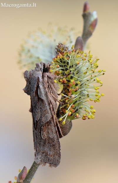 Žieminis ilgasparniukas - Lithophane furcifera | Fotografijos autorius : Arūnas Eismantas | © Macrogamta.lt | Šis tinklapis priklauso bendruomenei kuri domisi makro fotografija ir fotografuoja gyvąjį makro pasaulį.