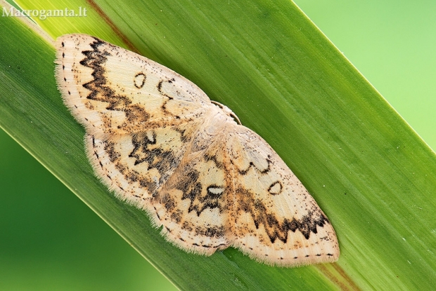 Raštuotasis taškasprindis - Cyclophora annularia | Fotografijos autorius : Arūnas Eismantas | © Macrogamta.lt | Šis tinklapis priklauso bendruomenei kuri domisi makro fotografija ir fotografuoja gyvąjį makro pasaulį.