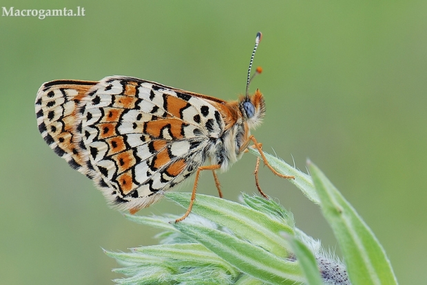 Rudgelsvė šaškytė - Melitaea cinxia | Fotografijos autorius : Arūnas Eismantas | © Macrogamta.lt | Šis tinklapis priklauso bendruomenei kuri domisi makro fotografija ir fotografuoja gyvąjį makro pasaulį.