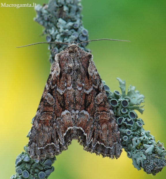 Dirvinis pelėdgalvis - Lacanobia thalassina | Fotografijos autorius : Arūnas Eismantas | © Macrogamta.lt | Šis tinklapis priklauso bendruomenei kuri domisi makro fotografija ir fotografuoja gyvąjį makro pasaulį.