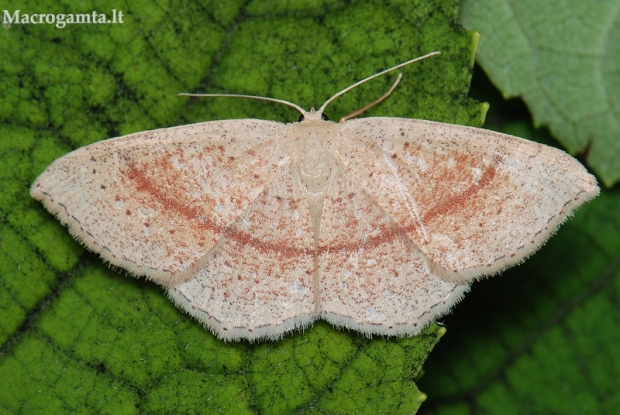 Taškuotasis taškasprindis - Cyclophora punctaria | Fotografijos autorius : Arūnas Eismantas | © Macrogamta.lt | Šis tinklapis priklauso bendruomenei kuri domisi makro fotografija ir fotografuoja gyvąjį makro pasaulį.