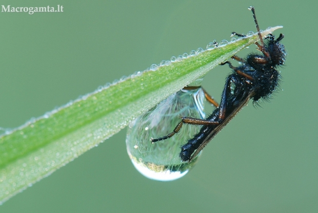 Rytas Plokštinėje -1 | Fotografijos autorius : Arūnas Eismantas | © Macrogamta.lt | Šis tinklapis priklauso bendruomenei kuri domisi makro fotografija ir fotografuoja gyvąjį makro pasaulį.