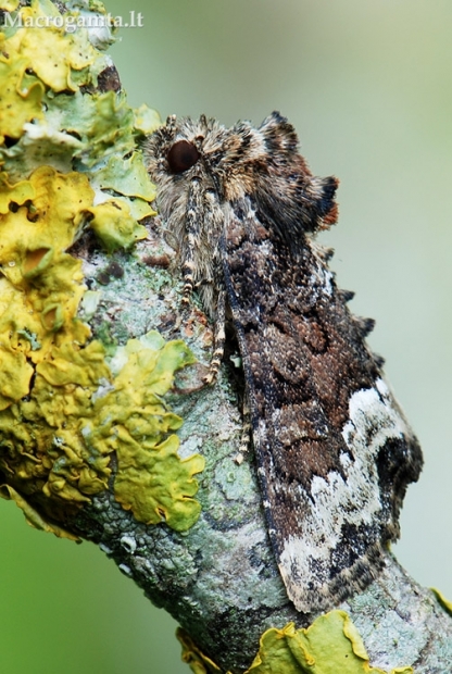 Žolinis stiebinukas - Oligia strigilis | Fotografijos autorius : Arūnas Eismantas | © Macrogamta.lt | Šis tinklapis priklauso bendruomenei kuri domisi makro fotografija ir fotografuoja gyvąjį makro pasaulį.