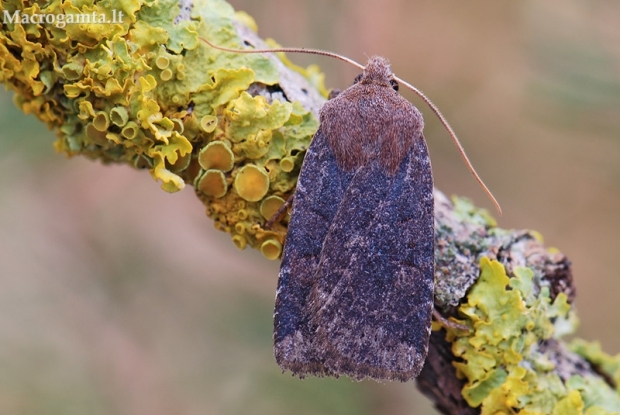 Šilauoginis vėlyvis - Conistra vaccinii | Fotografijos autorius : Arūnas Eismantas | © Macrogamta.lt | Šis tinklapis priklauso bendruomenei kuri domisi makro fotografija ir fotografuoja gyvąjį makro pasaulį.