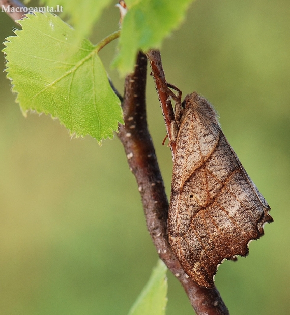 Dvijuostis lenktasparnis - Falcaria lacertinaria | Fotografijos autorius : Arūnas Eismantas | © Macrogamta.lt | Šis tinklapis priklauso bendruomenei kuri domisi makro fotografija ir fotografuoja gyvąjį makro pasaulį.