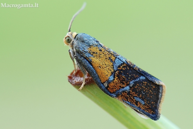 Švinajuostis lapsukis - Ptycholoma lecheana | Fotografijos autorius : Arūnas Eismantas | © Macrogamta.lt | Šis tinklapis priklauso bendruomenei kuri domisi makro fotografija ir fotografuoja gyvąjį makro pasaulį.