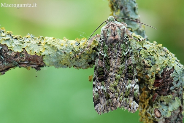 Žaliasis didysis dirvinukas - Anaplectoides prasina | Fotografijos autorius : Arūnas Eismantas | © Macrogamta.lt | Šis tinklapis priklauso bendruomenei kuri domisi makro fotografija ir fotografuoja gyvąjį makro pasaulį.