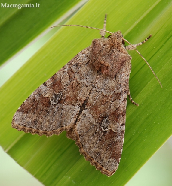 Grūdinis pelėdgalvis - Apamea sordens | Fotografijos autorius : Arūnas Eismantas | © Macrogamta.lt | Šis tinklapis priklauso bendruomenei kuri domisi makro fotografija ir fotografuoja gyvąjį makro pasaulį.