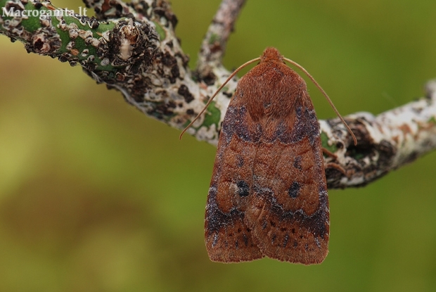 Šilauoginis vėlyvis - Conistra vaccinii | Fotografijos autorius : Arūnas Eismantas | © Macrogamta.lt | Šis tinklapis priklauso bendruomenei kuri domisi makro fotografija ir fotografuoja gyvąjį makro pasaulį.