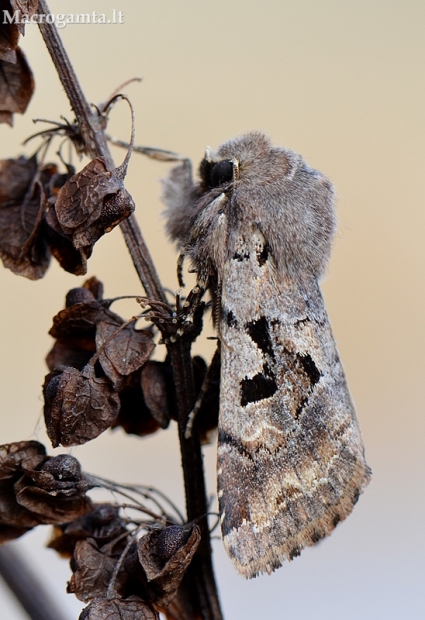 Juodaraštis ankstyvasis pelėdgalvis - Orthosia (Semiophora) gothica | Fotografijos autorius : Arūnas Eismantas | © Macrogamta.lt | Šis tinklapis priklauso bendruomenei kuri domisi makro fotografija ir fotografuoja gyvąjį makro pasaulį.