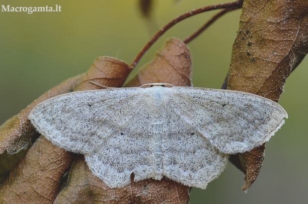 Pilkajuostis sprindžiukas - Scopula nigropunctata | Fotografijos autorius : Arūnas Eismantas | © Macrogamta.lt | Šis tinklapis priklauso bendruomenei kuri domisi makro fotografija ir fotografuoja gyvąjį makro pasaulį.