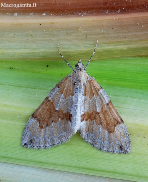 Pušyninė tera - Thera obeliscata | Fotografijos autorius : Arūnas Eismantas | © Macrogamta.lt | Šis tinklapis priklauso bendruomenei kuri domisi makro fotografija ir fotografuoja gyvąjį makro pasaulį.