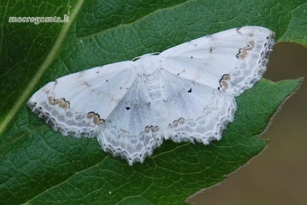 Scopula ornata - Raštuotasis sprindžiukas | Fotografijos autorius : Arūnas Eismantas | © Macrogamta.lt | Šis tinklapis priklauso bendruomenei kuri domisi makro fotografija ir fotografuoja gyvąjį makro pasaulį.