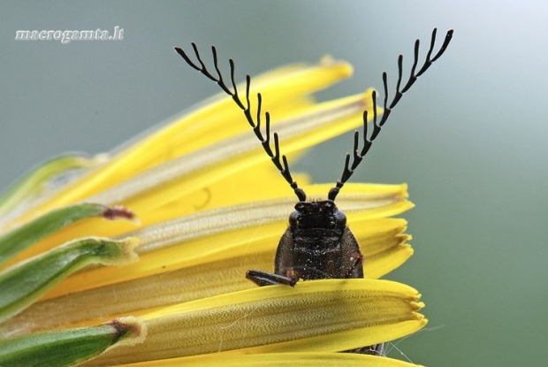 Ctenicera pectinicornis - Šukaūsis pievaspragšis | Fotografijos autorius : Arūnas Eismantas | © Macrogamta.lt | Šis tinklapis priklauso bendruomenei kuri domisi makro fotografija ir fotografuoja gyvąjį makro pasaulį.