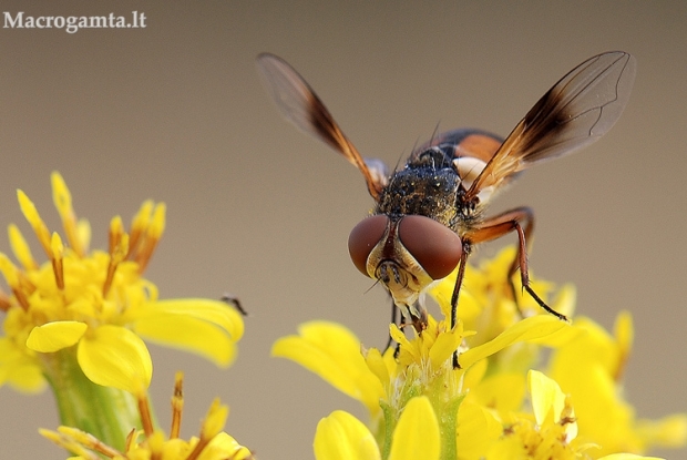 Ectophasia crassipennis - Dygliamusė | Fotografijos autorius : Arūnas Eismantas | © Macrogamta.lt | Šis tinklapis priklauso bendruomenei kuri domisi makro fotografija ir fotografuoja gyvąjį makro pasaulį.