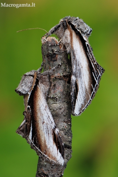 Beržinis kuodis - Pheosia gnoma & Tuopinis kuodis - Pheosia tremula | Fotografijos autorius : Arūnas Eismantas | © Macrogamta.lt | Šis tinklapis priklauso bendruomenei kuri domisi makro fotografija ir fotografuoja gyvąjį makro pasaulį.