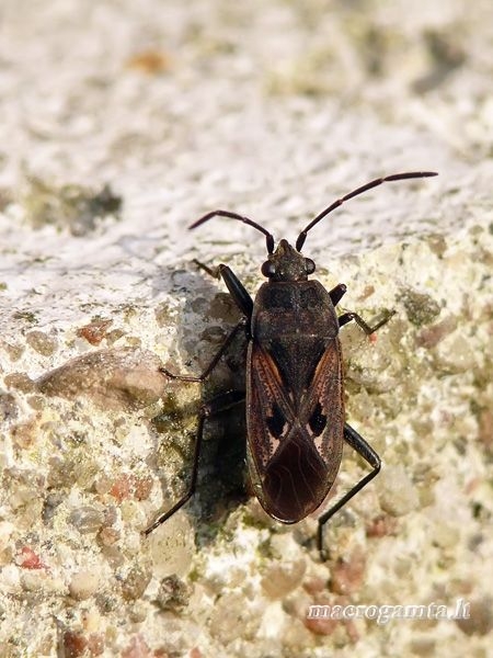 Pušyninė dirvablakė - Rhyparochromus pini | Fotografijos autorius : Darius Baužys | © Macrogamta.lt | Šis tinklapis priklauso bendruomenei kuri domisi makro fotografija ir fotografuoja gyvąjį makro pasaulį.