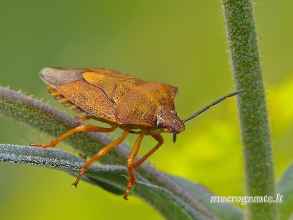 Carpocoris purpureipennis - Rausvasparnė skydblakė | Fotografijos autorius : Darius Baužys | © Macrogamta.lt | Šis tinklapis priklauso bendruomenei kuri domisi makro fotografija ir fotografuoja gyvąjį makro pasaulį.