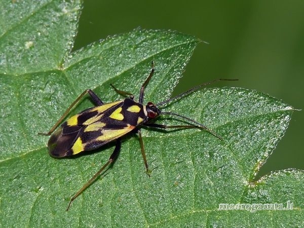 Grypocoris sexguttatus - Šešiadėmė žolblakė | Fotografijos autorius : Darius Baužys | © Macrogamta.lt | Šis tinklapis priklauso bendruomenei kuri domisi makro fotografija ir fotografuoja gyvąjį makro pasaulį.