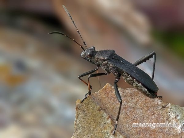 Alydus calcaratus - Paprastoji pentinblakė | Fotografijos autorius : Darius Baužys | © Macrogamta.lt | Šis tinklapis priklauso bendruomenei kuri domisi makro fotografija ir fotografuoja gyvąjį makro pasaulį.