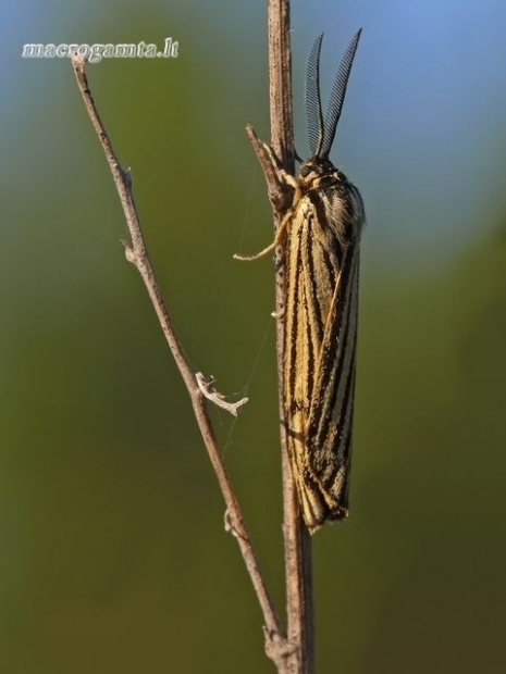 Spiris striata - Brūkšniuotoji meškutė | Fotografijos autorius : Darius Baužys | © Macrogamta.lt | Šis tinklapis priklauso bendruomenei kuri domisi makro fotografija ir fotografuoja gyvąjį makro pasaulį.