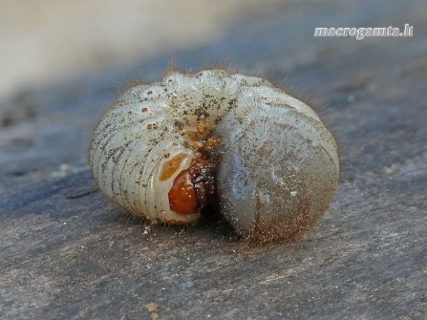 Cetonia aurata - Paprastasis auksavabalis / Bronzinukas | Fotografijos autorius : Darius Baužys | © Macrogamta.lt | Šis tinklapis priklauso bendruomenei kuri domisi makro fotografija ir fotografuoja gyvąjį makro pasaulį.