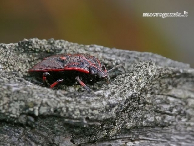 Jalla dumosa - Raudondėmė skydblakė | Fotografijos autorius : Darius Baužys | © Macrogamta.lt | Šis tinklapis priklauso bendruomenei kuri domisi makro fotografija ir fotografuoja gyvąjį makro pasaulį.