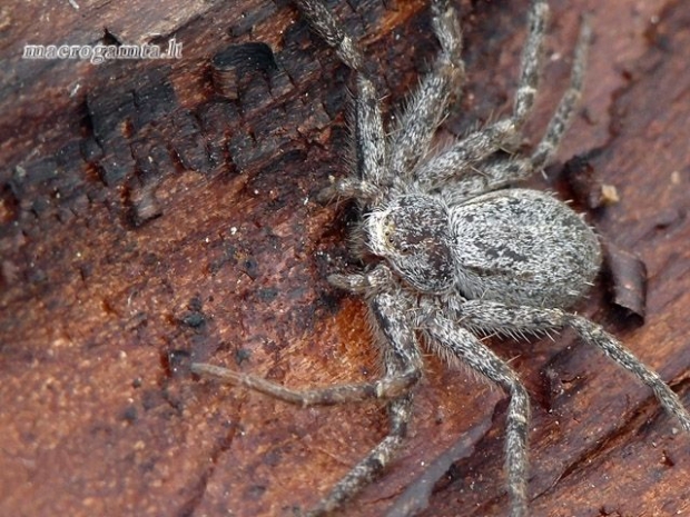 Philodromus margaritatus - Kamieninis vikrūnas | Fotografijos autorius : Darius Baužys | © Macrogamta.lt | Šis tinklapis priklauso bendruomenei kuri domisi makro fotografija ir fotografuoja gyvąjį makro pasaulį.