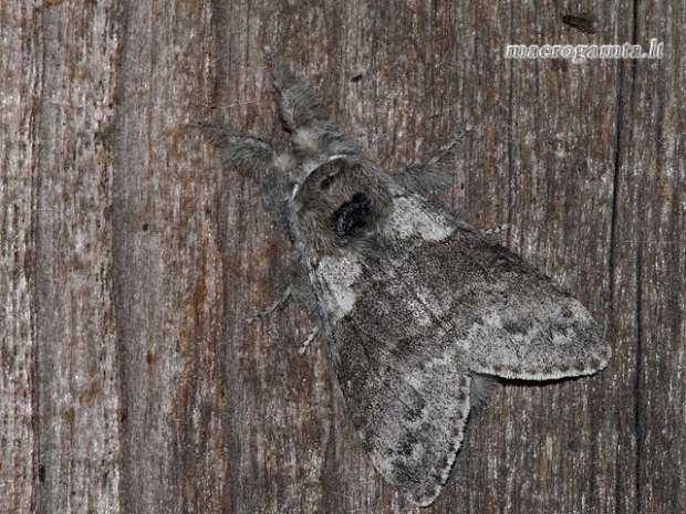 Raudonuodegis verpikas - Calliteara pudibunda | Fotografijos autorius : Darius Baužys | © Macrogamta.lt | Šis tinklapis priklauso bendruomenei kuri domisi makro fotografija ir fotografuoja gyvąjį makro pasaulį.