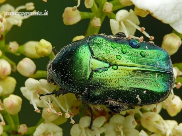 Cetonia aurata - Paprastasis auksavabalis / Bronzinukas | Fotografijos autorius : Darius Baužys | © Macrogamta.lt | Šis tinklapis priklauso bendruomenei kuri domisi makro fotografija ir fotografuoja gyvąjį makro pasaulį.