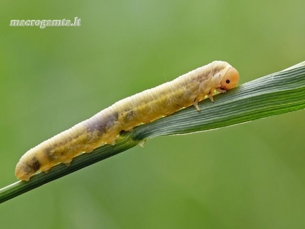 Pjūklelio lerva | Fotografijos autorius : Darius Baužys | © Macrogamta.lt | Šis tinklapis priklauso bendruomenei kuri domisi makro fotografija ir fotografuoja gyvąjį makro pasaulį.