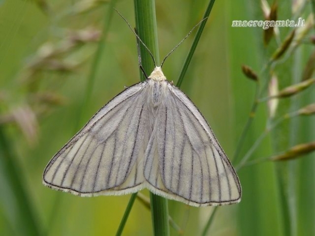 Siona lineata - Gyslotasis sprindžius | Fotografijos autorius : Darius Baužys | © Macrogamta.lt | Šis tinklapis priklauso bendruomenei kuri domisi makro fotografija ir fotografuoja gyvąjį makro pasaulį.