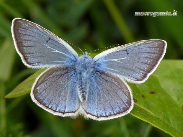 Cyaniris [=Polyommatus] semiargus - Pilkasis melsvys | Fotografijos autorius : Darius Baužys | © Macrogamta.lt | Šis tinklapis priklauso bendruomenei kuri domisi makro fotografija ir fotografuoja gyvąjį makro pasaulį.