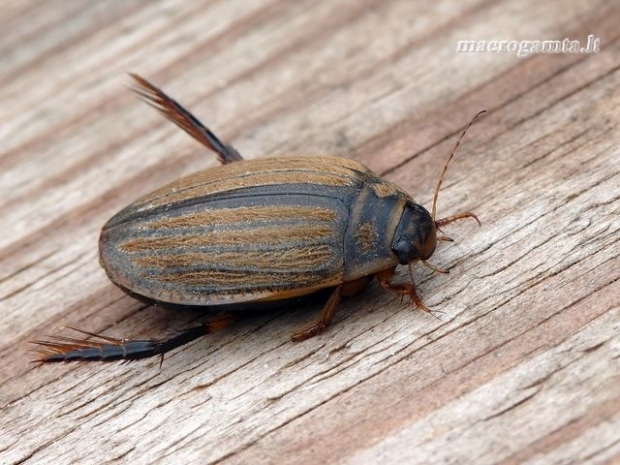 Acilius sulcatus - Raiboji vėžiadusė | Fotografijos autorius : Darius Baužys | © Macrogamta.lt | Šis tinklapis priklauso bendruomenei kuri domisi makro fotografija ir fotografuoja gyvąjį makro pasaulį.