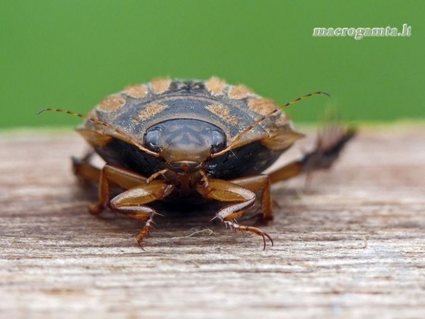 Acilius sulcatus - Raiboji vėžiadusė | Fotografijos autorius : Darius Baužys | © Macrogamta.lt | Šis tinklapis priklauso bendruomenei kuri domisi makro fotografija ir fotografuoja gyvąjį makro pasaulį.