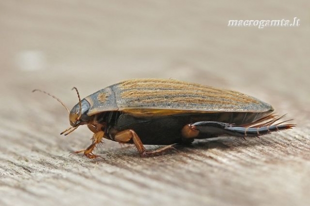 Acilius sulcatus - Raiboji vėžiadusė | Fotografijos autorius : Darius Baužys | © Macrogamta.lt | Šis tinklapis priklauso bendruomenei kuri domisi makro fotografija ir fotografuoja gyvąjį makro pasaulį.