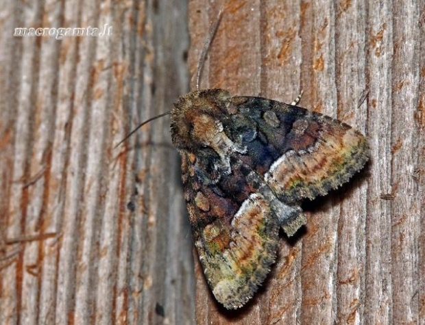 Oligia latruncula - Įvairiaspalvis stiebinukas | Fotografijos autorius : Darius Baužys | © Macrogamta.lt | Šis tinklapis priklauso bendruomenei kuri domisi makro fotografija ir fotografuoja gyvąjį makro pasaulį.