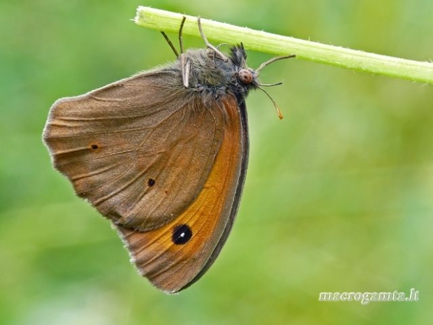 Maniola jurtina - Paprastasis jautakis satyras | Fotografijos autorius : Darius Baužys | © Macrogamta.lt | Šis tinklapis priklauso bendruomenei kuri domisi makro fotografija ir fotografuoja gyvąjį makro pasaulį.